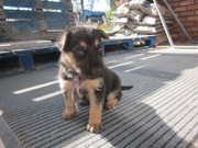 honden foto van Inge