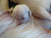 honden foto van Jose Mellema