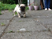 honden foto honden foto van Laura Schuurman