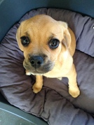 honden foto van Alexander en Skye