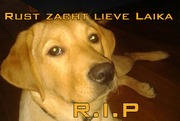 honden foto honden foto van Melvin & †Laika†