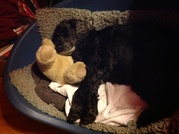 honden foto van Ingrid 