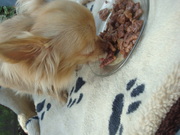 honden foto van violet