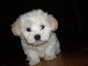 honden foto van Nicole