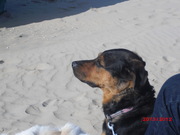 honden foto van Mariska & Kora & Esta