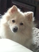 honden foto van susan en luna