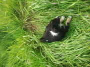 honden foto van kim