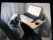 honden foto van v/d Heuvel