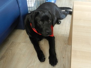 honden foto van bianca