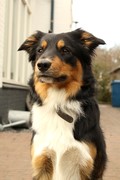 honden foto van Esmee