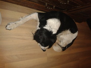 honden foto van Elizabeth