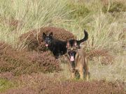 honden foto van Elly