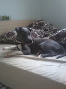 honden foto van Evelien Raes