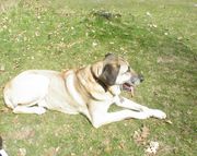 honden foto van Roely Hulshof