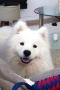 honden foto honden foto van Goku de Samojeed