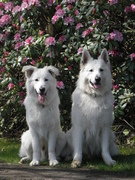honden foto van Emily