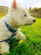 honden foto honden foto van Mantoinette