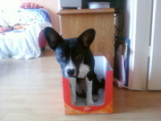 honden foto honden foto van Nicole