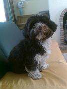 honden foto van Hannet Catherine