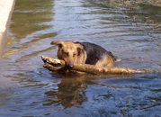 honden foto van danny & Scan