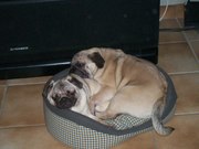 honden foto van Liesbeth 