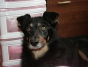 honden foto van Hessel