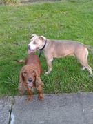 honden foto van hensen tony