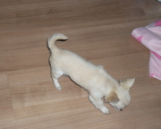 honden foto van samantha