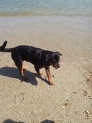 honden foto van Charissa