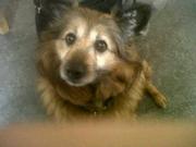 honden foto van Suzanne