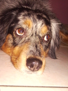 honden foto van royer