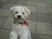 honden foto van riekie