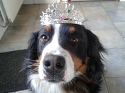 honden foto van Dog's Stuff vachtverzorgingsproducten