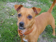 honden foto honden foto van Joke Troost