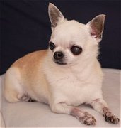 honden foto van Sylvia