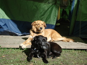honden foto van Sandra, Midas en Roosje
