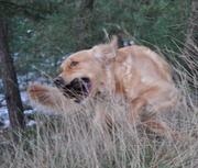 honden foto van Juul