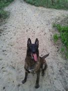 honden foto van nero