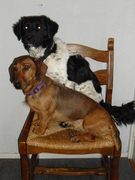 honden foto honden foto van Miranda Bergsma