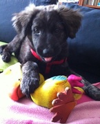 honden foto van Iris & Tara