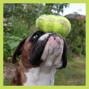 honden foto van Francine