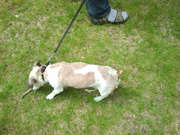 honden foto van ilona achterkamp