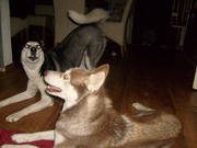 honden foto honden foto van paulina