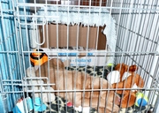 honden foto van Hennie