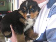 honden foto van Liam