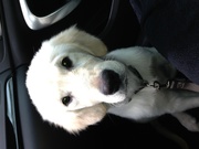 honden foto honden foto van Ehrlich Eva