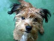 honden foto van Monique