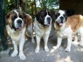 honden foto honden foto van Cor