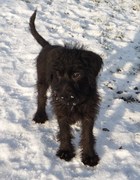 honden foto van Thea