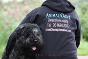 honden foto van Chantal Brandon